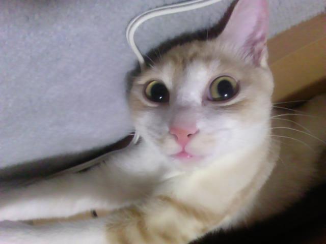 とらちゃん