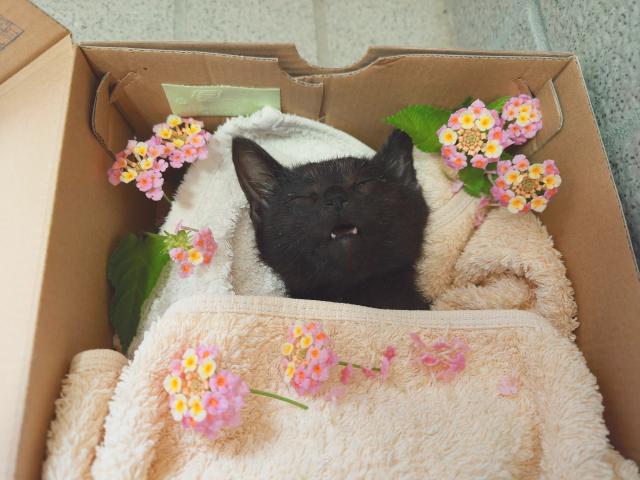 あめちゃん
