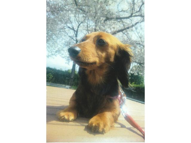 dispPetName($row['pet_name'])