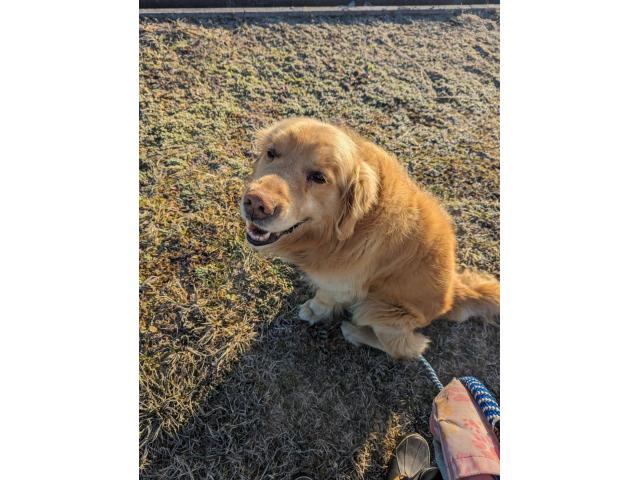 dispPetName($row['pet_name'])