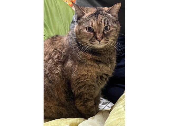 dispPetName($row['pet_name'])