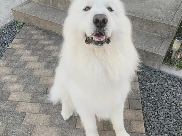 チャッピーちゃん