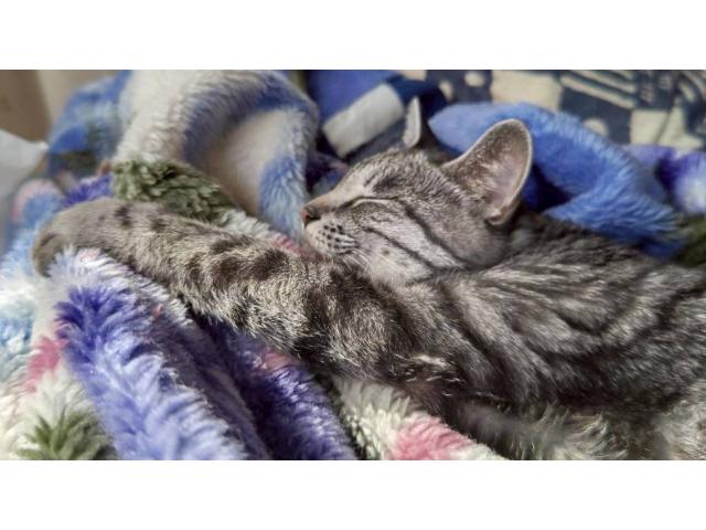 dispPetName($row['pet_name'])