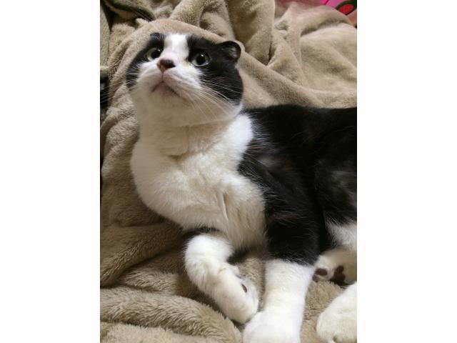 dispPetName($row['pet_name'])