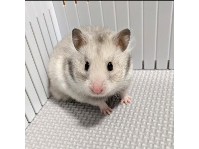 だいふくちゃん
