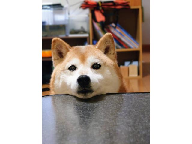 dispPetName($row['pet_name'])