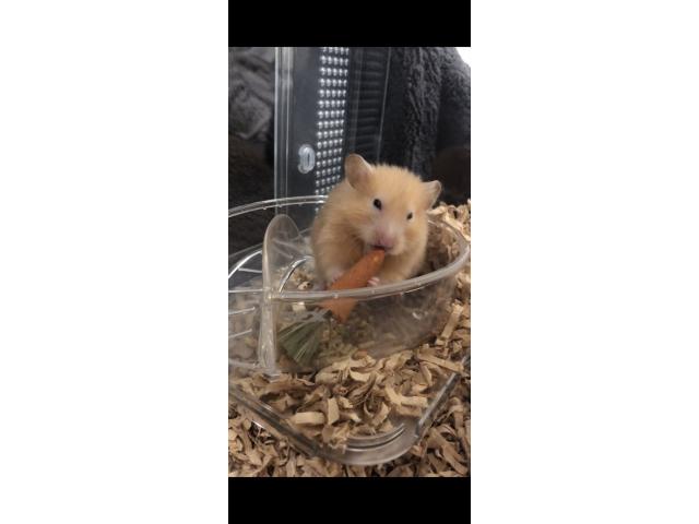 ハム子ちゃん