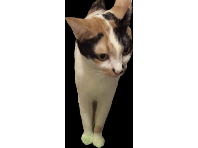 ブチちゃん