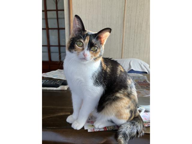 こはるちゃん