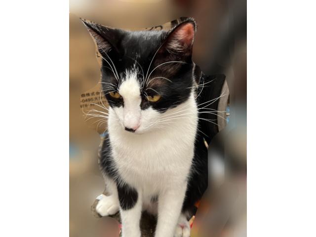 dispPetName($row['pet_name'])