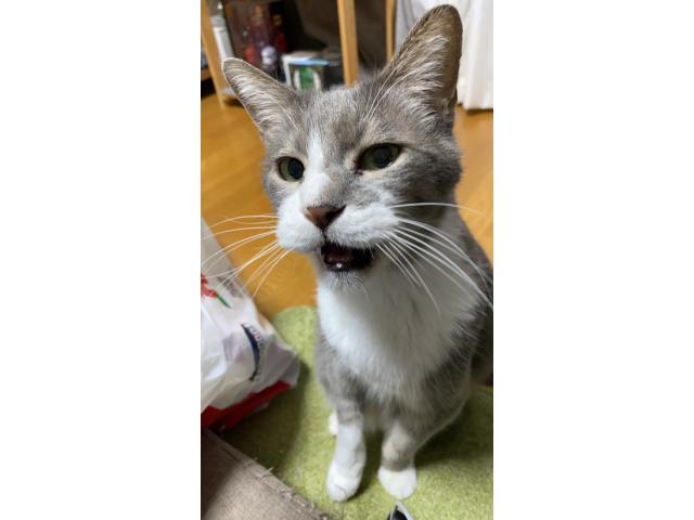dispPetName($row['pet_name'])