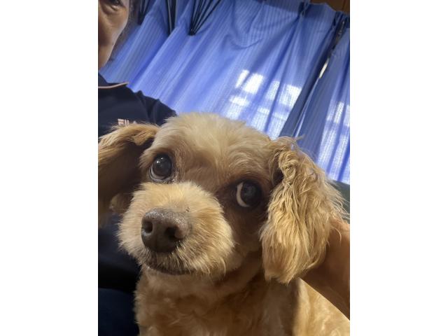 dispPetName($row['pet_name'])