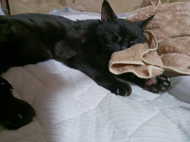 クロちゃん