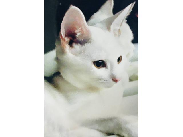 dispPetName($row['pet_name'])