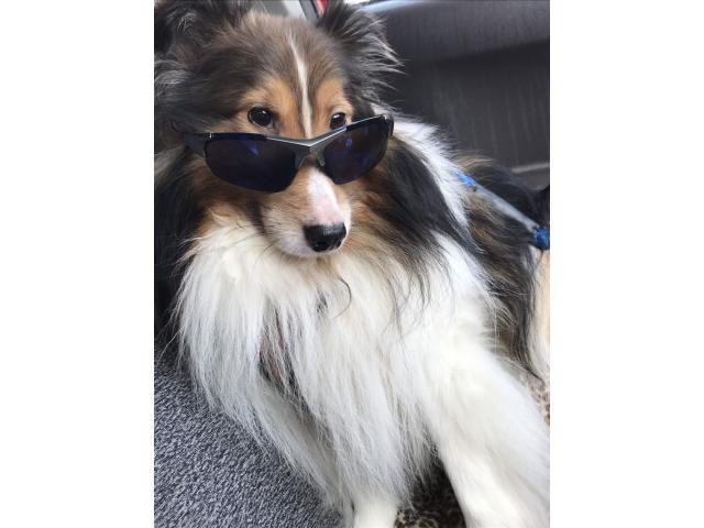 dispPetName($row['pet_name'])