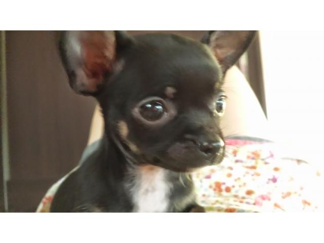 ルイちゃん