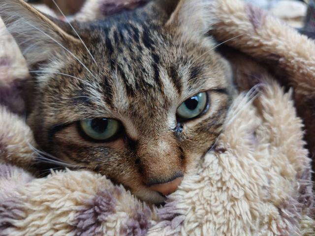dispPetName($row['pet_name'])