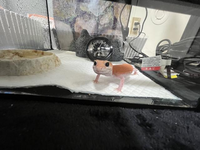 ラブちゃん