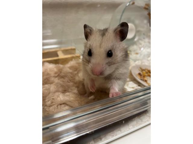 ハムちゃん