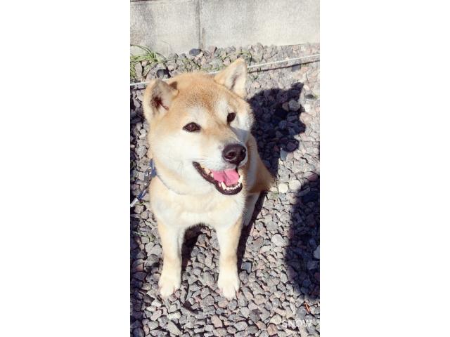 チロルちゃん