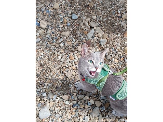 アビちゃん