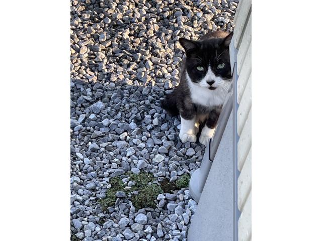 dispPetName($row['pet_name'])