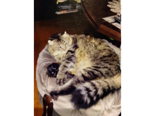dispPetName($row['pet_name'])