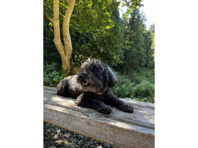 dispPetName($row['pet_name'])