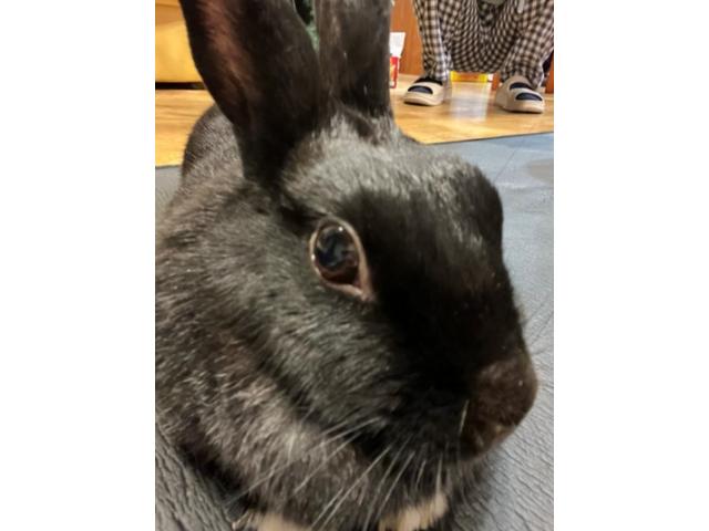 ろくちゃん