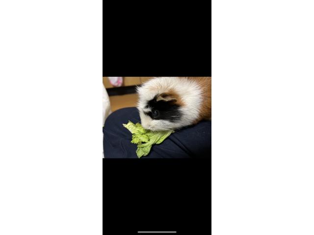 dispPetName($row['pet_name'])