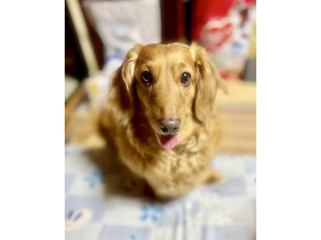 dispPetName($row['pet_name'])
