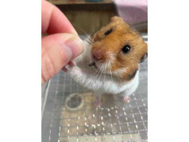えびてんちゃん