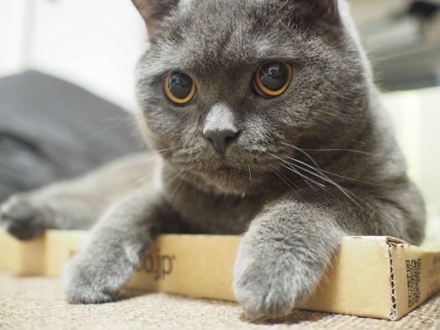 アトムちゃん