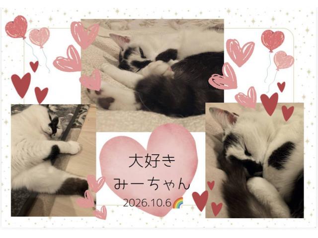 dispPetName($row['pet_name'])