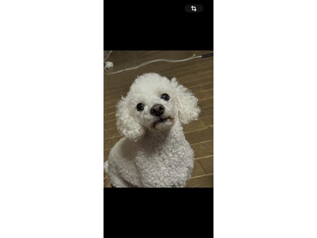 dispPetName($row['pet_name'])