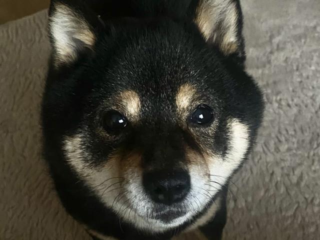 ぽんずちゃん