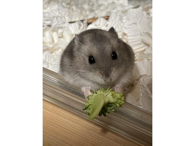 まおちゃん