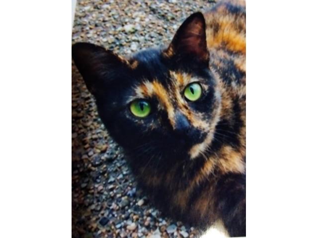 dispPetName($row['pet_name'])