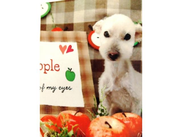 dispPetName($row['pet_name'])