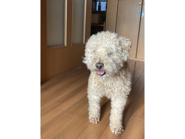 ショコラちゃん