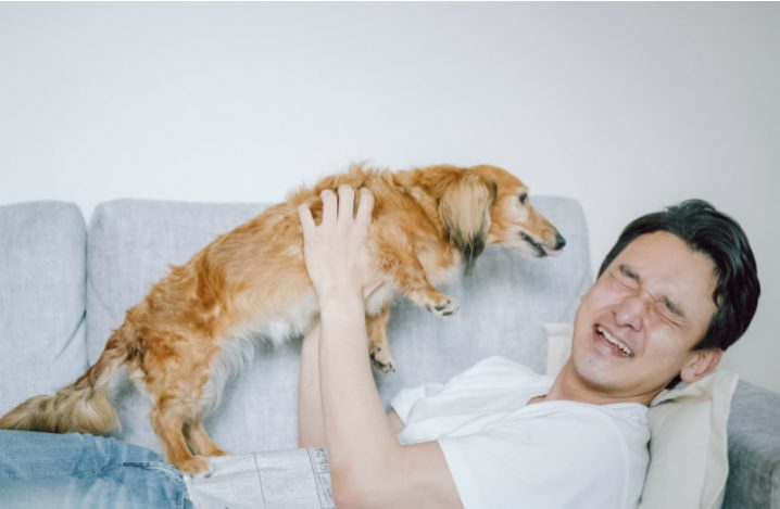 老犬が甘えるのはナゼ 理由とその行動 対処法について解説 ふぁみまる