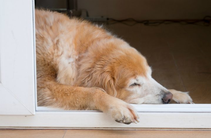 老犬がかかりやすい病気 その理由と症状 対処法について ふぁみまる