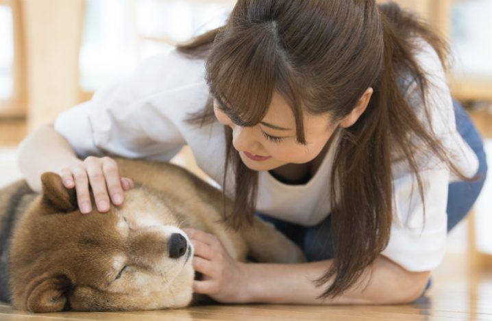 柴犬を撫でる女性