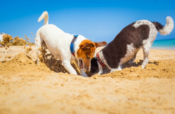 老犬が穴掘りをする 犬の習性と病気の可能性を理解しよう ふぁみまる