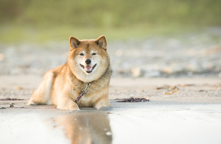 水辺の柴犬