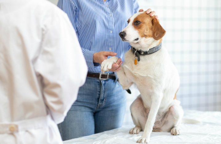 老犬は膀胱炎になりやすい 原因と症状から検査 治療 予防策まで ふぁみまる