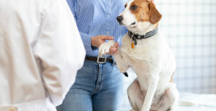 動物病院と犬