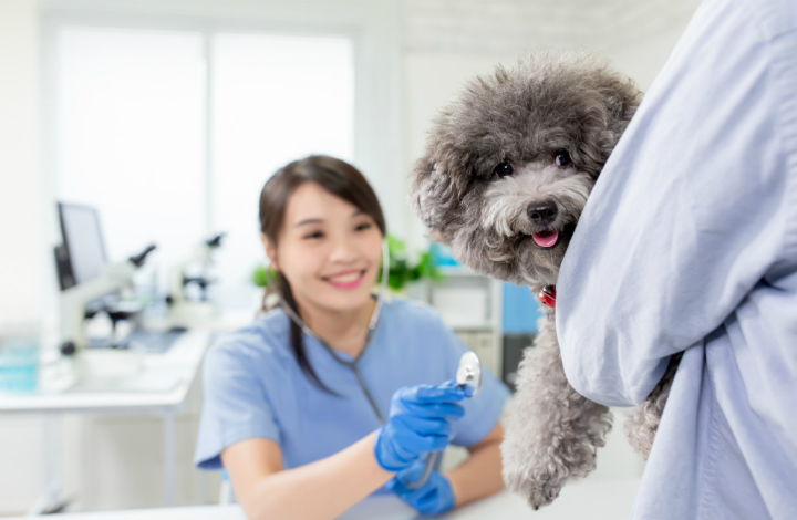 老犬は膀胱炎になりやすい 原因と症状から検査 治療 予防策まで ふぁみまる