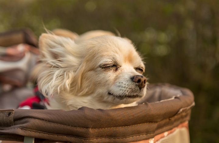 老犬の老衰について考える 症状と飼い主にできる5つのこと ふぁみまる