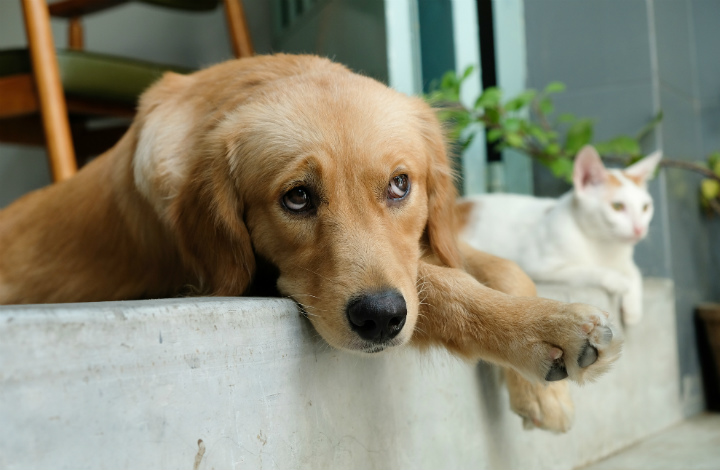 老犬介護は便利グッズを使おう 犬も飼い主も快適に過ごすポイント ふぁみまる